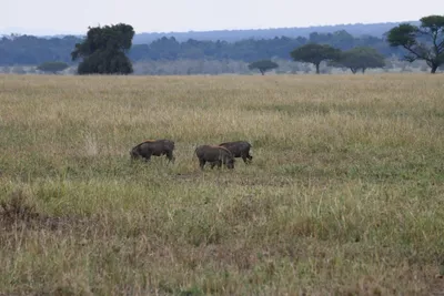 DSC_4065 (Large).JPG